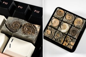 These Actual Ammonite Fossil Keycaps Put 200 Million Years of Natural History on Your Keyboard
