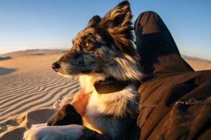This GPS dog tracker uses Starlink satellites to work anywhere cell service doesn’t